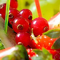 Obst, Gemüse & Salate